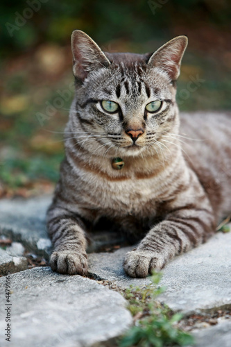 Lovely gray cat sitting at outdoor © Khemmanat