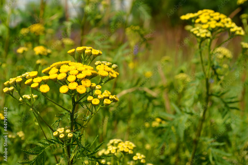 Obraz premium Tansy