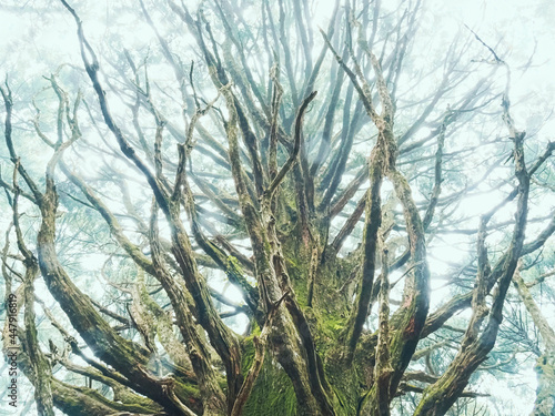 【静岡県】伊豆の巨木 霧の中のおばけ杉 