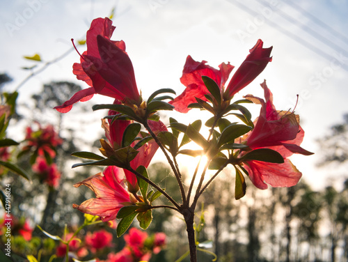 Red flowers at golden hour sunset
