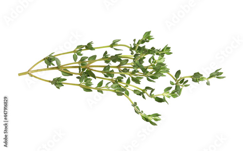 Wallpaper Mural Aromatic thyme sprig on white background. Fresh herb Torontodigital.ca