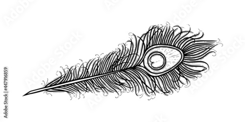 Peackock feather with an eye. Exotic bird feather isolated in white background. Hand drawn vector illustration