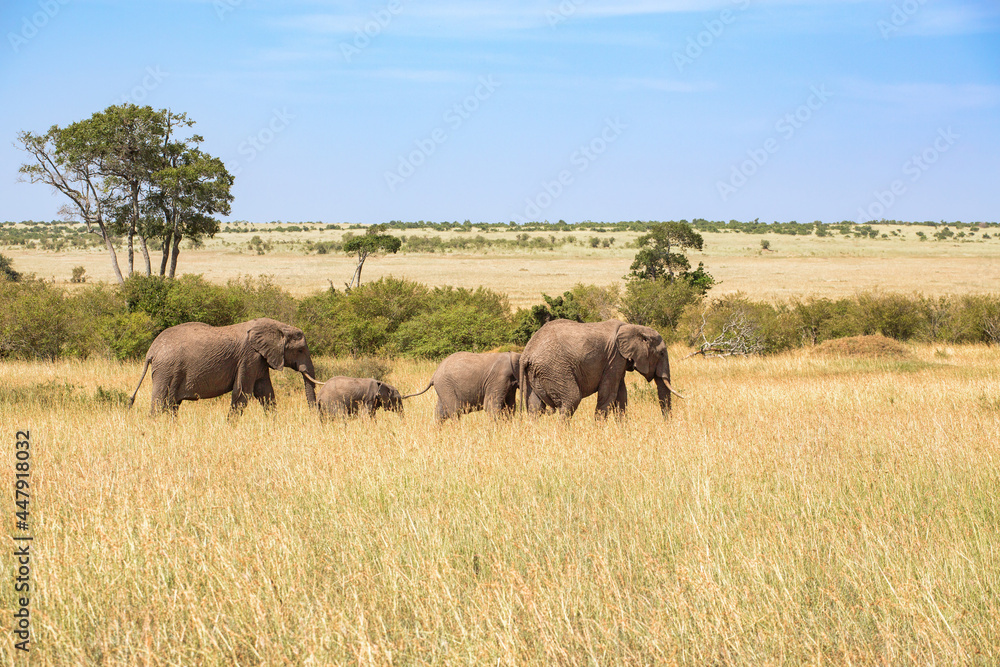 Family group with Elephants on the savanna in Maasai Mara Game Reserve Family group with Elephants on the savanna in Maasai Mara Game Reserve