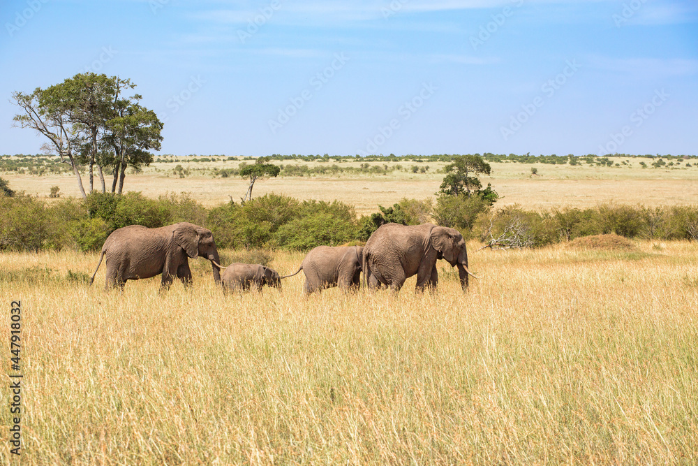 Family group with Elephants on the savanna in Maasai Mara Game Reserve