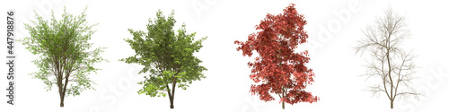 Green trees isolated on white background. Japanese maple tree matures in all seasons. Acer palmatum tree isolated with clipping path 3D illustration
