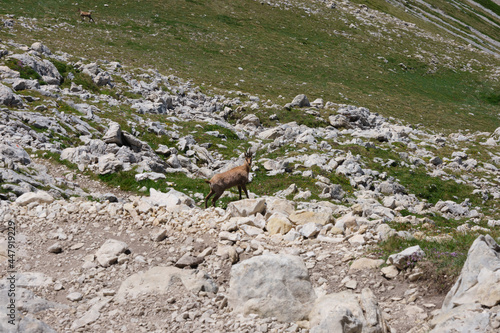 ibex on the mountains of the lake and the great stone of Abruzzo