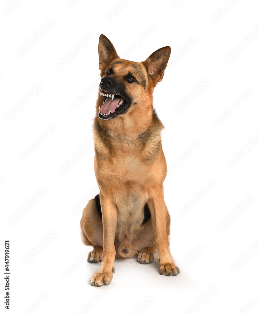 Aggressive German Shepherd dog on white background