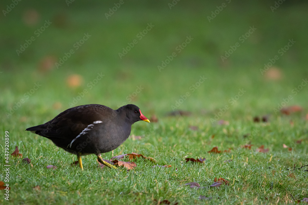 Common moorhen (Gallinula chloropus) creeping over a lawn Common moorhen (Gallinula chloropus) creeping over a lawn