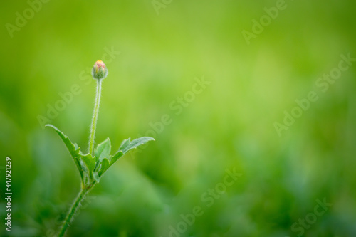 Nature and green leaf blur background