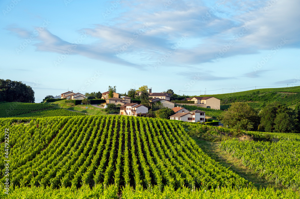 Le hameau Les Molards dans le vignoble des vins de Bourgogne en france en été