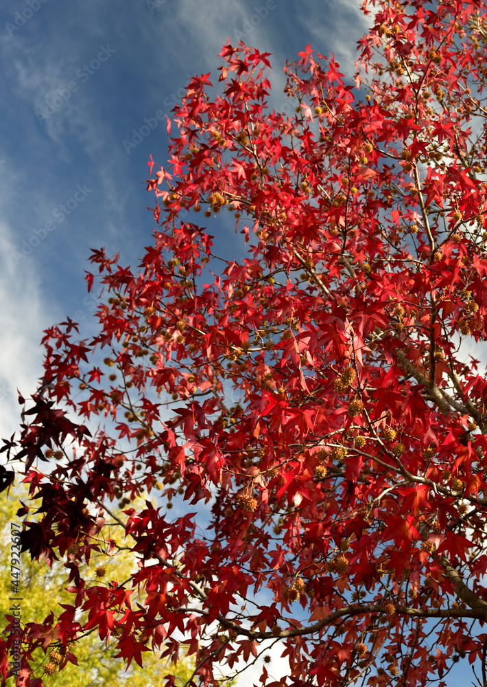 Red and yellow autumn leaves on trees in contrast with a blue sky and dramatic clouds Red and yellow autumn leaves on trees in contrast with a blue sky and dramatic clouds