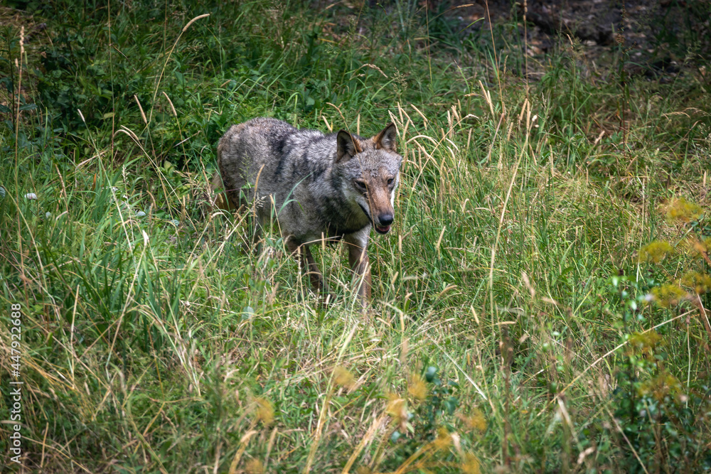 Italian Apennine wolf. Adult specimen of Italian Apennine wolf walking alone in the woods.