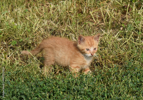 Long hair tabby ginger Farm Kitten standing in the sun with green eyes