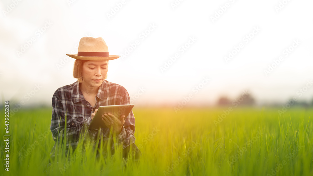 Close-up of Asian female farmer using tablet in her farm agricultural technology concept on a warm light day Close-up of Asian female farmer using tablet in her farm agricultural technology concept on a warm light day