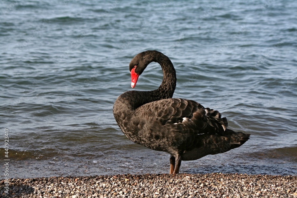 Fototapeta premium Black Swans / Cygnus atratus / at Taupo Lake. New Zealand.