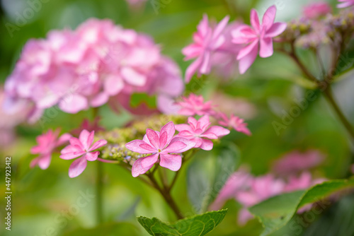 Pink lacecap hydrangeas flower, Closeup
