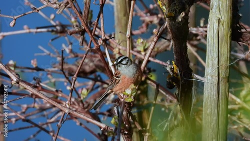 Zippammer (Emberiza cia) im Moseltal photo