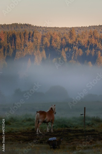 A horse at the meadow covered by morning fog during the sunrise at Stozec  Czech republic