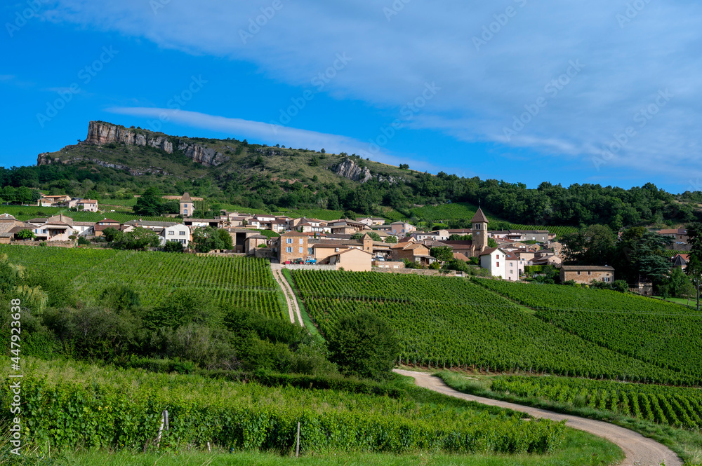 Paysage de vignoble en Bourgogne autour du village de Pouilly-Solutré en France dans le département de Saône-et-Loire sous la Roche de Solutré
