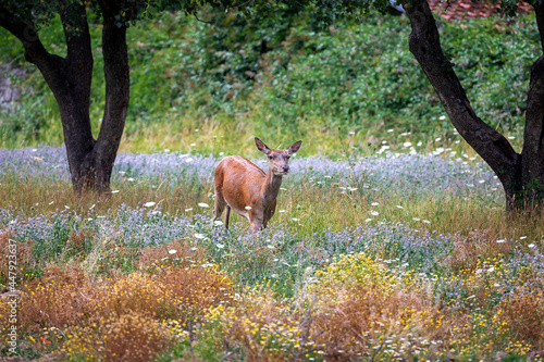 Fototapeta Naklejka Na Ścianę i Meble -  Female deer in the flowery meadow. Adult female deer grazing alone in the flowery meadow.