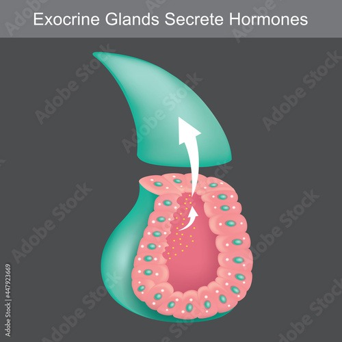 Exocrine Glands Secrete Hormones. Illustration showing cross section for learning exocrine glands human..