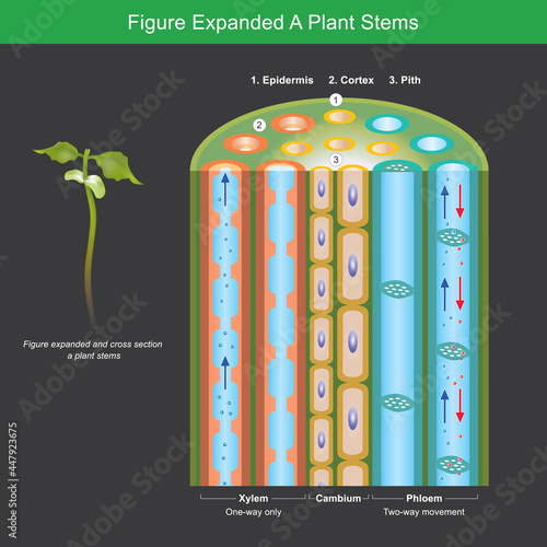 Figure Expanded A Plant Stems. Figure expanded for explain a plants transport nutrient and water in stems. Illustration..