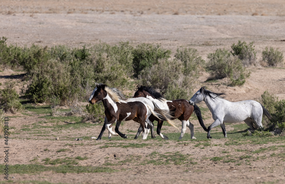 Obraz premium Herd of Wild Horses in the Utah Desert