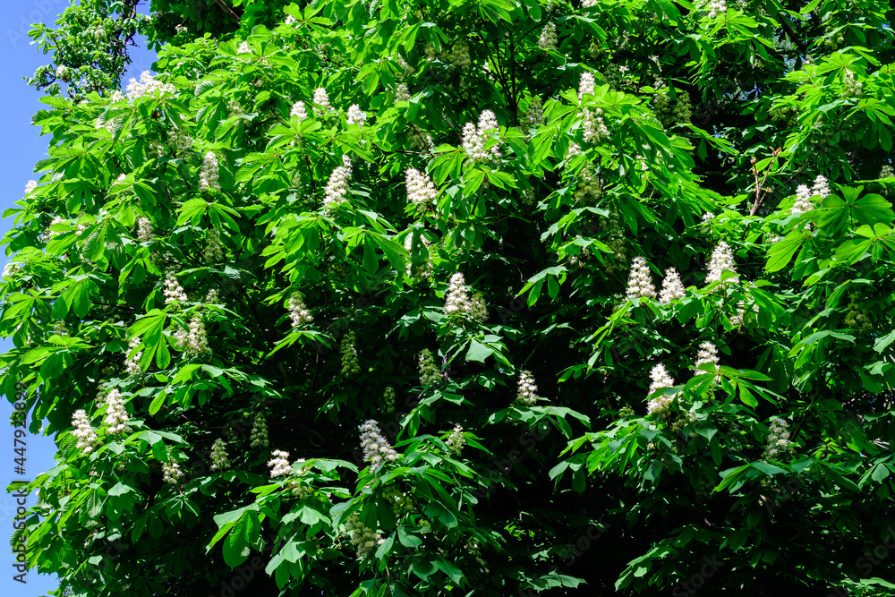 Small fresh green leaves and white flowers and buds on branches of a Chestnut tree, in a garden in a sunny spring day, beautiful outdoor monochrome background photographed with selective focus. Small fresh green leaves and white flowers and buds on branches of a Chestnut tree, in a garden in a sunny spring day, beautiful outdoor monochrome background photographed with selective focus.