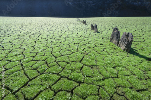 Green grass grows on cracked mud photo