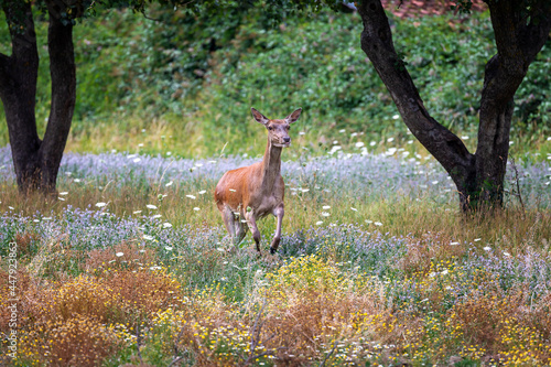 Female deer in the flowery meadow. Adult female deer grazing alone in the flowery meadow.