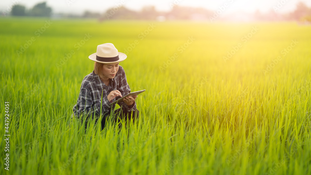 Female farmer using tablet at close range to collect data at the rice fields in the evening with warm light Agriculture concept, technology concept Female farmer using tablet at close range to collect data at the rice fields in the evening with warm light Agriculture concept, technology concept