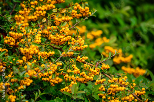 Small yellow and orange fruits or berries of Pyracantha plant  also known as firethorn in a garden in a sunny autumn day  beautiful outdoor floral background photographed with soft focus.