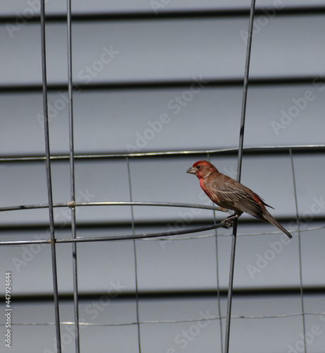 Male Purple Finch (Haemorhous purpureus) perched on a tomato cage photo