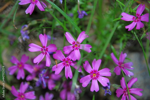 Phlox subulate Ronsdorfer schone. Small flowers are light lilac pink with very bright stamens in the center. Phlox grows among grasses and grasses.