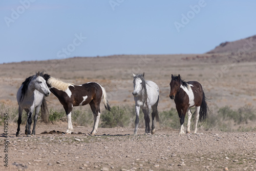 Herd of Wild Horses in the Utah Desert © natureguy