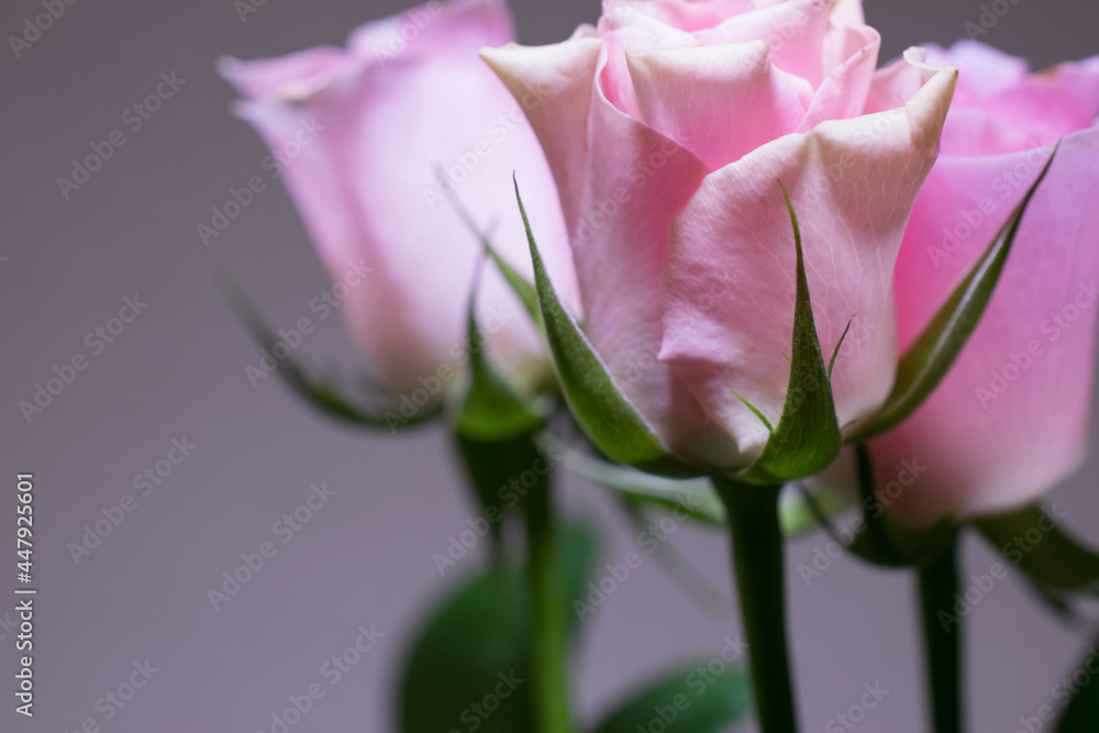 Pretty pretty pink roses pictures on bright background Pretty pretty pink roses pictures on bright background