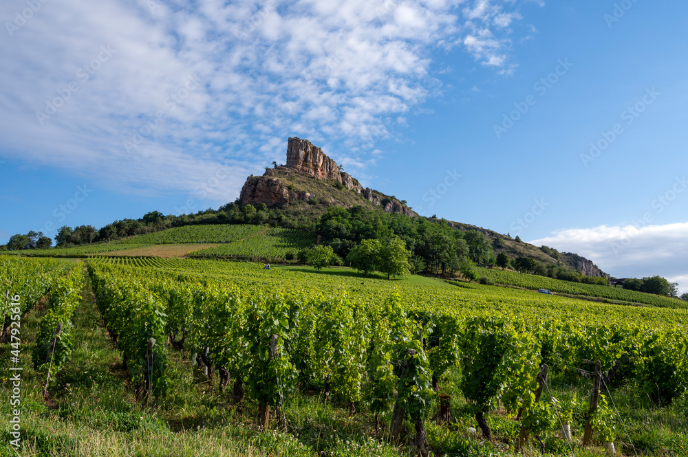 La Roche de Solutré dans le vignoble des vins de Bourgogne en Saône-et-Loire en France en été