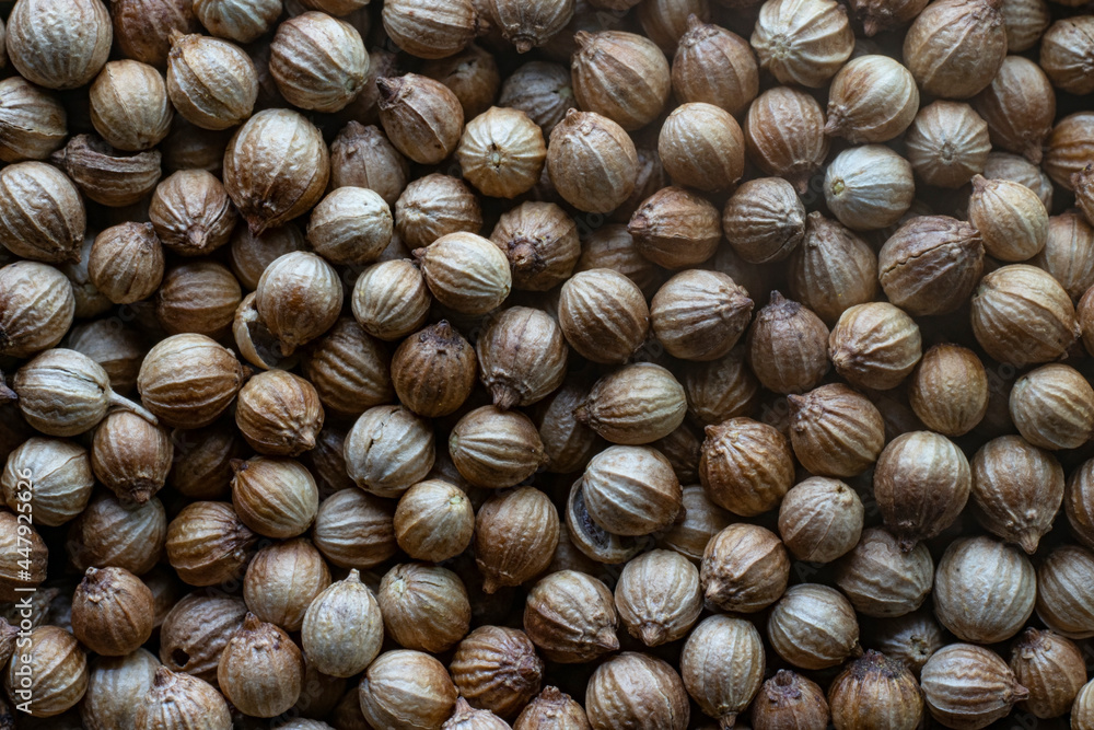 coriander seeds top view macro coriander seeds top view macro