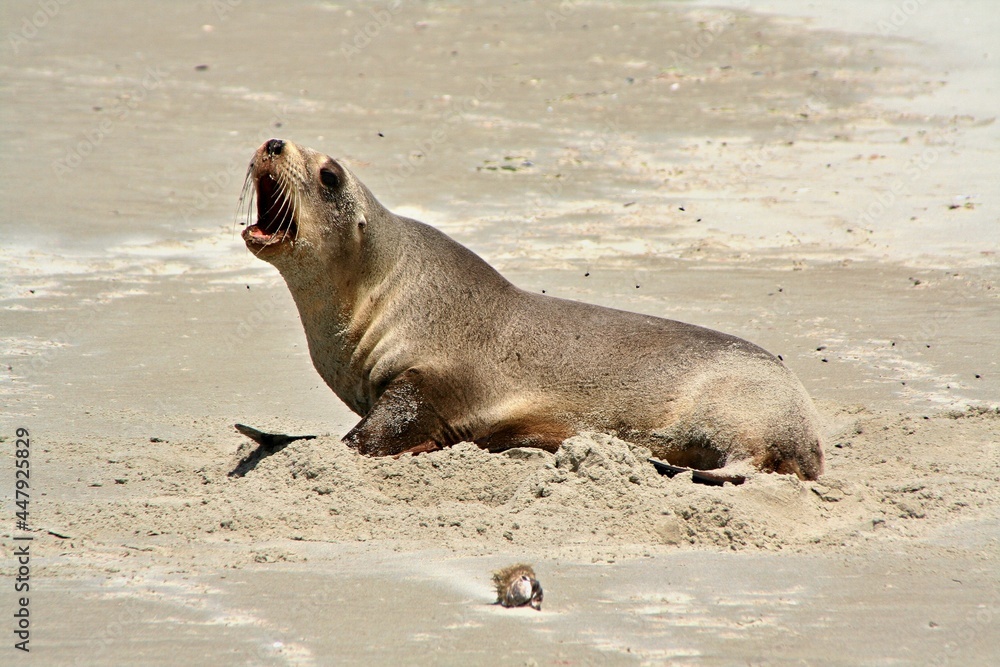 Fototapeta premium Sea Lion / Phocarctos hookeri /, Victory beach on Otago Peninsula and Pacific Ocean. South Island, New Zealand.