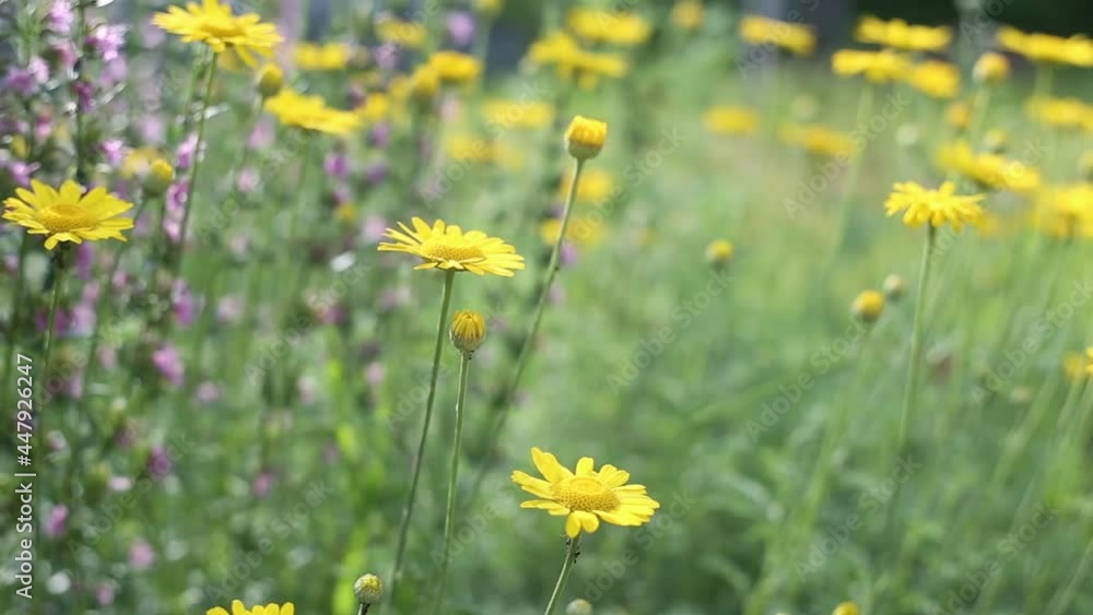 field of yellow flowers field of yellow flowers