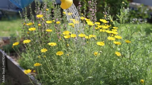 Watering yellow daisies from a watering can in the garden