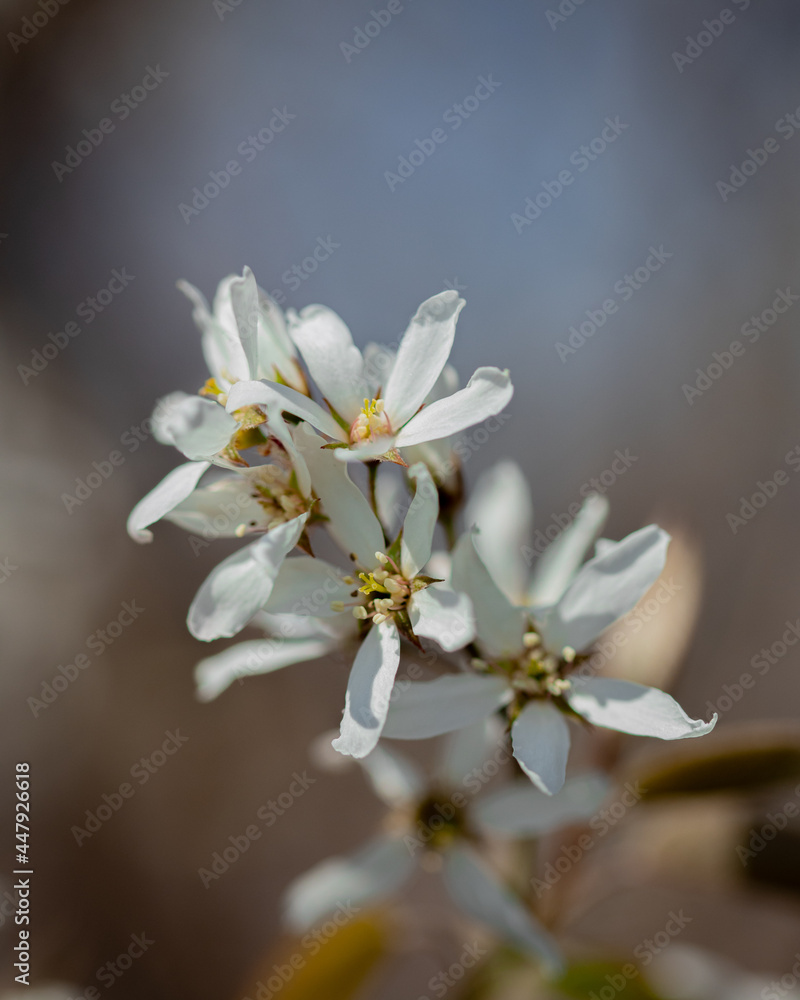 Obraz premium Flower tree