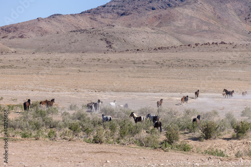 Herd of Wild Horses in the Utah Desert