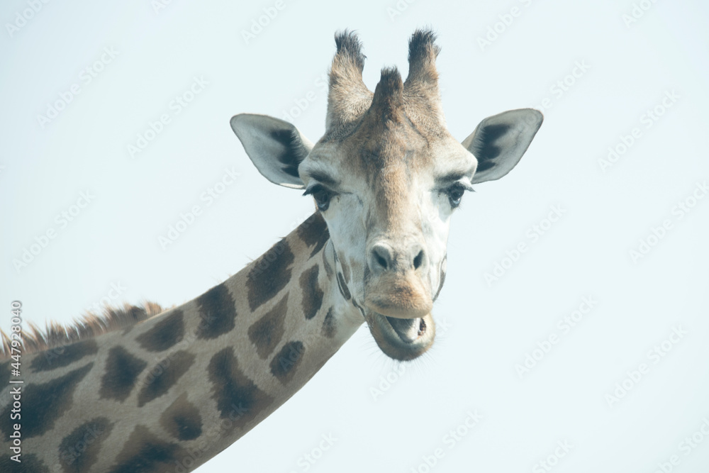 Obraz premium Giraffe face