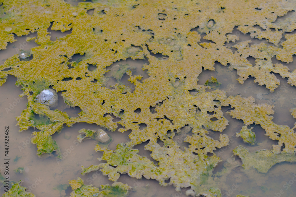 pool or puddle of still water with moss-colored algae growing like skin on the surface pool or puddle of still water with moss-colored algae growing like skin on the surface