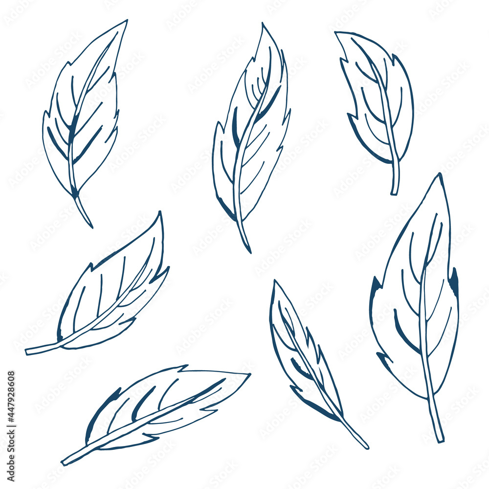 Vector hand drawn set of feathers. Sketch Vector hand drawn set of feathers. Sketch