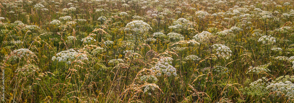Forbs in the meadow. Horizontal layout. Banner. Forbs in the meadow. Horizontal layout. Banner.