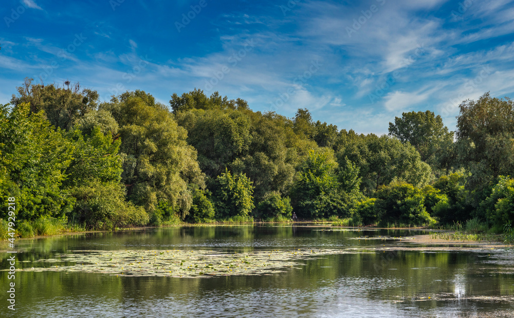 A pond with blooming water lilies and wooded banks. Beautiful nature.