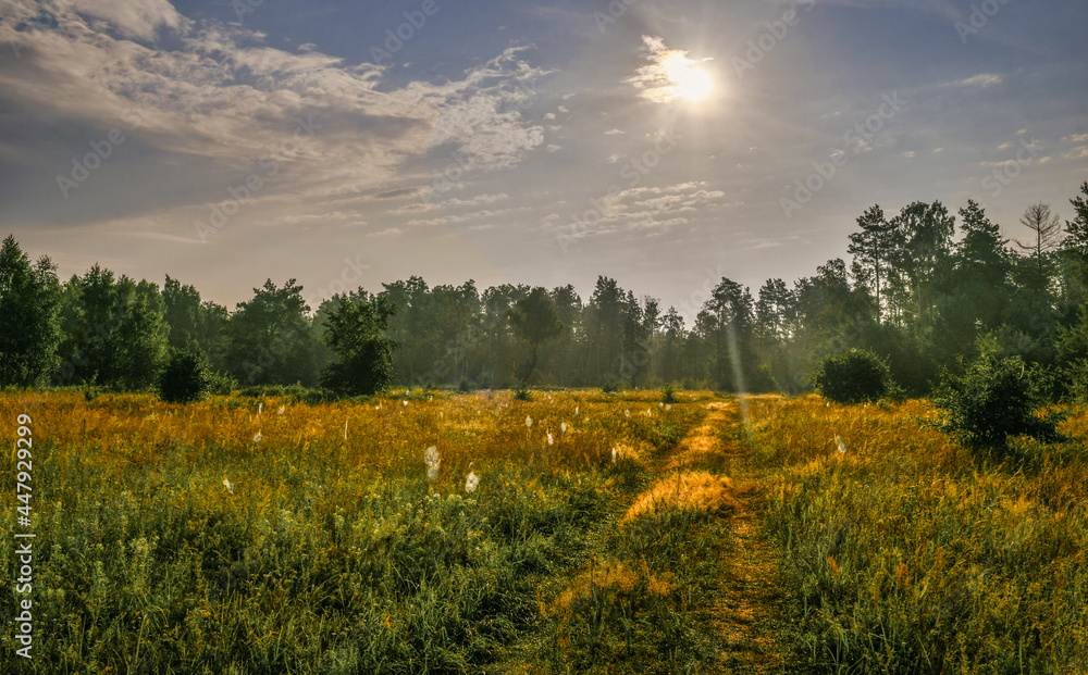 Obraz premium Early morning in the meadow. The cobweb glows in the rays of the rising sun. Beautiful nature.