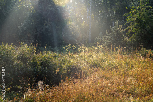 Early morning in the meadow. The cobweb glows in the rays of the rising sun. Beautiful nature.